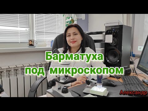 Видео: Барматуха под микроскопом вместе с учителем биологии высшей категории Саидой Эмираслановой
