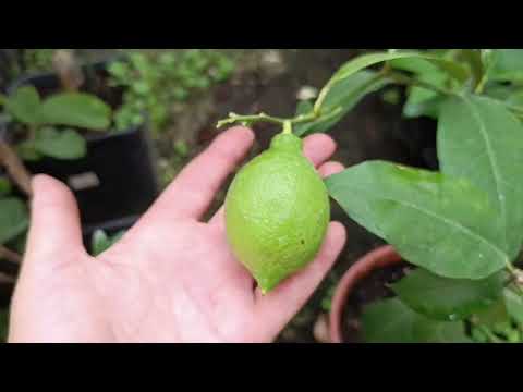 Видео: лимон Лунарио