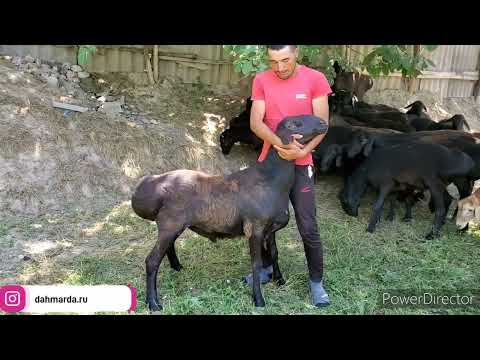 Видео: Гиссарские овцы Достонбека в селении Чорбог, Истаравшан,  Ходжи Наим делает экспертизу