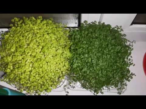 Видео: Мои комнатные цветы. Часть 3.