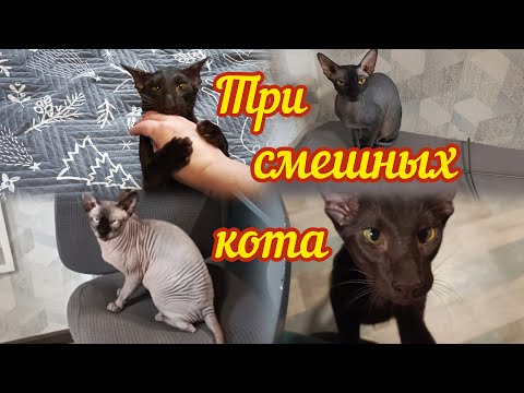 Видео: Три смешных кота.что нового?!