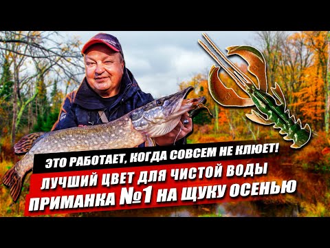 Видео: Приманка №1 на пассивную щуку осенью: чем огружать, как проводить, какой цвет взять для чистой воды?