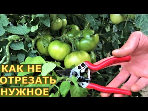 Видео: Срочно резать листья, а то томаты заболеют?