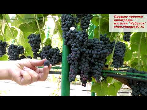 Видео: Виноград ВЕНУС СИДЛИС - неукрывной, 1 класс бессемянности, круные грозди, ягодки и вкус смородины.