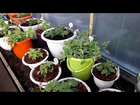 Видео: Посадите так петунию и она не будет болеть!