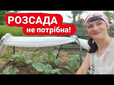 Видео: РОЗСАДУ НЕ ВИРОЩУЮ! Капуста та помідори насінням у відкритий грунт!