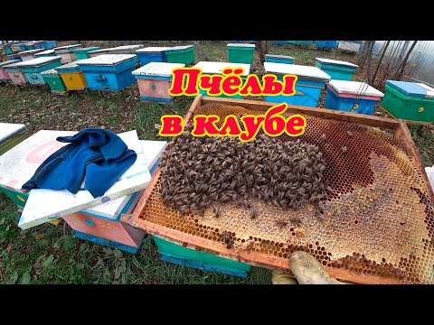 Видео: ВСКРЫВАЮ ЛОВУШКИ В +1* СО СЛАБЫМИ РОЯМИ И ОБЪЕДИНЯЮ С ОТВОДКАМИ. 1 Часть.