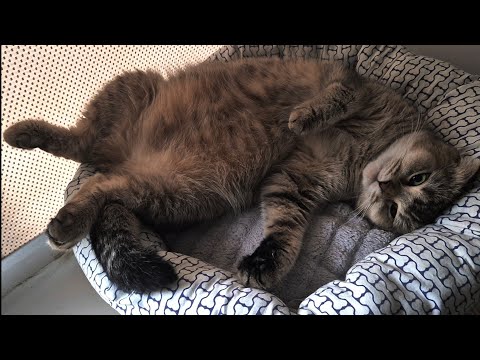Видео: Готовимся к родам Шанель 😊