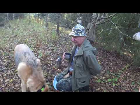 Видео: Охота с Русскими гончими на зайца 17 09 23