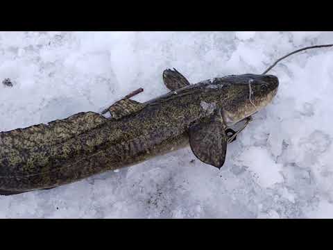 Видео: очередная проверка тычек .налимас ловится по маленьку