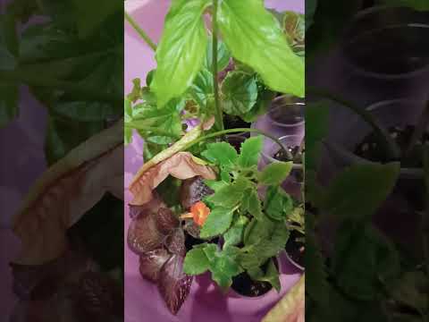 Видео: #мотивациянацветочки Сажаю укореНяшки🌿🌱🍀🌺