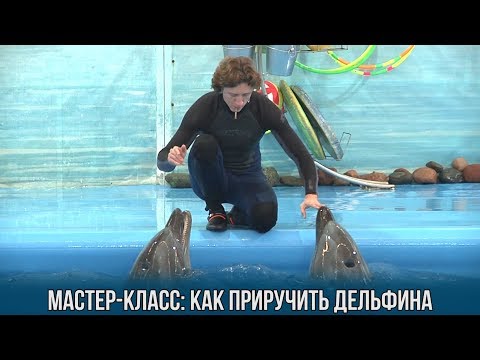 Видео: Мастер-класс: как приручить дельфина