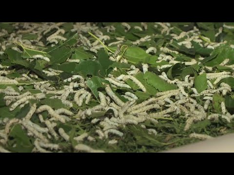 Видео: Жетісай шаруалары тұт ағашын өсіру арқылы жібек құртын өндіреді