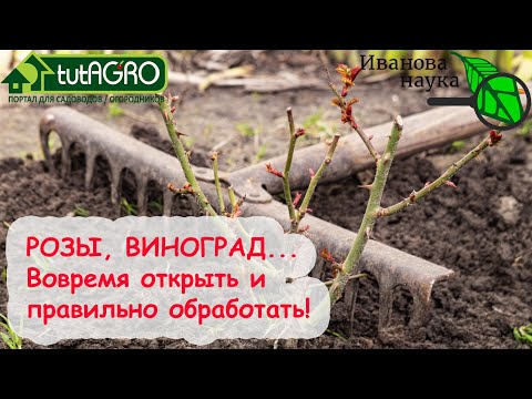 Видео: Когда открывать розы и другие растения весной после зимы. Когда и чем обработать розы весной.