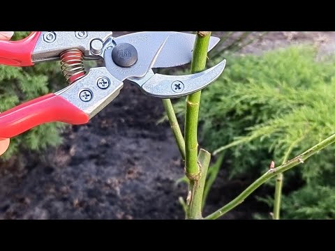 Видео: РЕЖУ РОЗЫ 🥀 секаторы  ARS   пилка