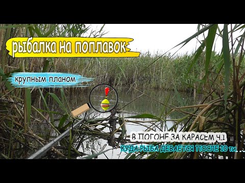 Видео: Рыбалка fishing на поплавок в камышах на речке Саксагань