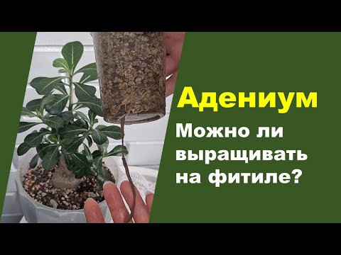 Видео: Адениум на фитильном поливе. Показываю результат