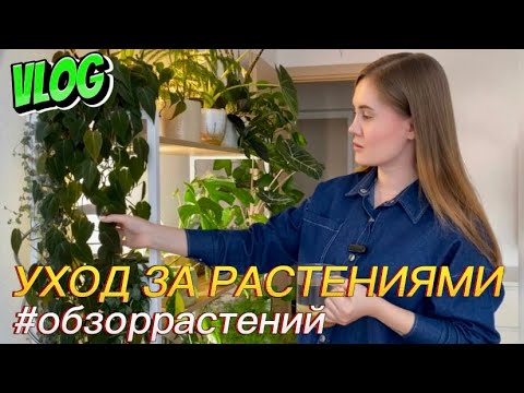 Видео: Обзор новых растений, уход за коллекцией, цветочный влог