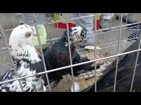 Видео: Выставка голубей на Куш базаре г. Ташкент Каракамыш! 4 мая 2025г.