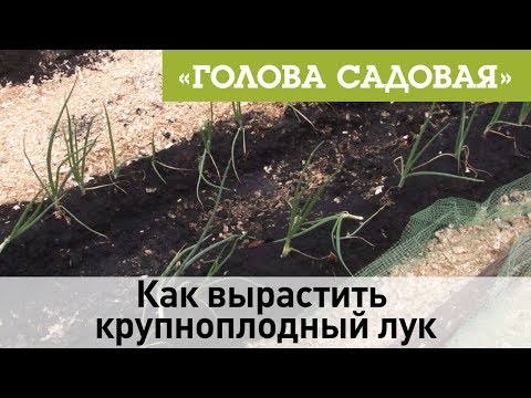 Видео: Голова садовая - Как вырастить крупноплодный лук