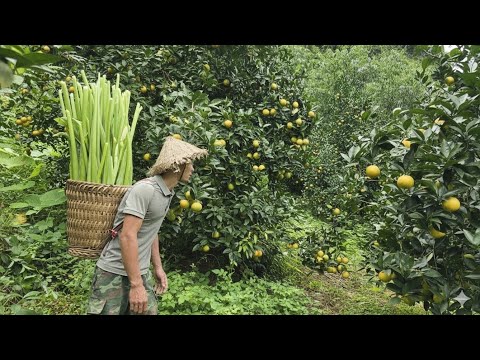 Видео: День Ха: нарезка овощей для кормления свиней и продажа гигантских бананов.