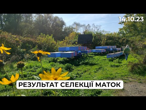 Видео: Останні роботи на пасіці перед зимівлею!