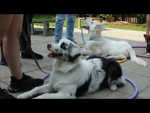 Видео: ДТ - 422. Гранд урок со щенками. Расширенный состав: овчарки, доберман.