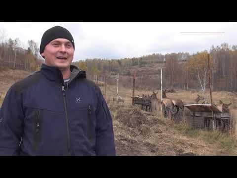 Видео: В  Курагинском районе  разводят маралов