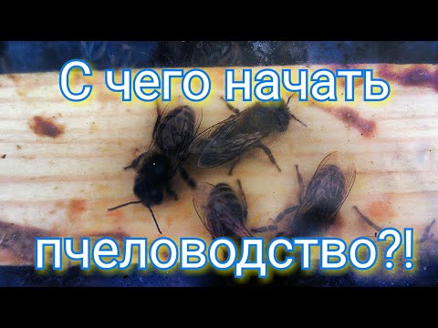 Видео: #1#. С чего начать пчеловодство?! Пчеловодство с 0! Пчеловодство для начинающих!