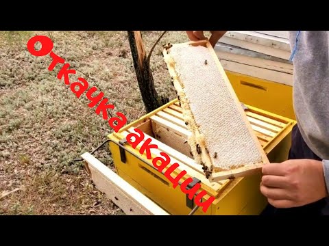 Видео: Откачка майского меда 🍯 Установка пчелоудалителей 🐝