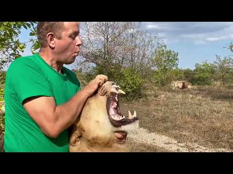 Видео: Мы ТАК РАДЫ! Взрослый прайд подружился с молодыми львами и вместе с Олегом Зубковым отдыхают!