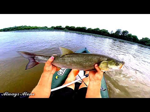 Видео: Рыбалка с ночевкой на крупного жереха. Разведка новых мест для рыбалки. Рыбалка на нижней Волге