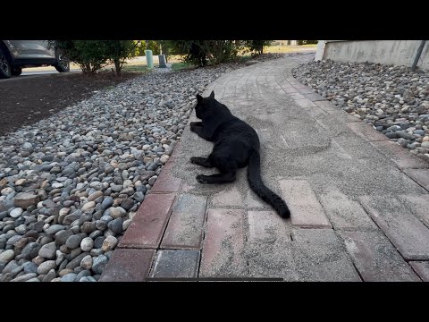 Видео: 188-193 день года. Мой дневник