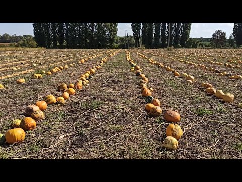 Видео: Жнива гарбуза. Що змінили в гарбузовому комбайні.