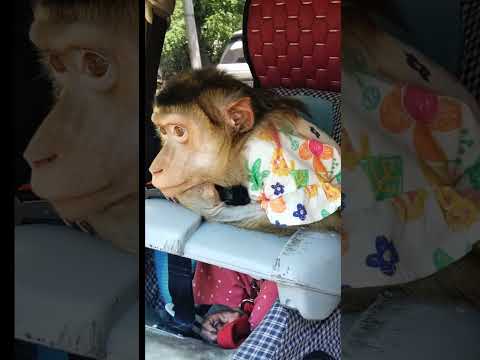 Видео: Обезьянка Люся, едем на машине домой #обезьяна #babyanimal #stylishmonkeys #cute #babymonkey #funny