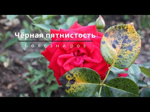 Видео: Болезни Роз-2ч/ Чёрная пятнистость.  Серая гниль