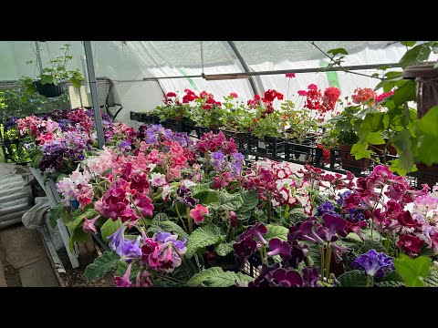 Видео: Стрептокарпусы, предложение!