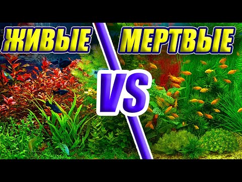 Видео: Живые VS Искусственные растения в аквариуме