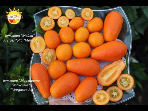 Видео: Кумкват Мейва и Маргарита Биг. Новая поставка 🔥🔥🔥 F. crassifolia "Meiwa" & F. "Margarita Big"