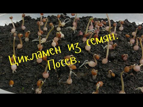 Видео: Цикламен уход.(Cyclamen) .Цикламен из семян. Посев