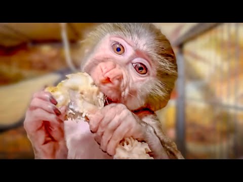 Видео: МЯСОЕДЫ! Как Степка, Маня и Часик делили мясо ПО СПРАВЕДЛИВОСТИ)))