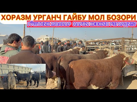 Видео: ХОРАЗМ УРГАНЧ ГАЙБУ МОЛ БОЗОРИ ГЎШТЛИК МОЛЛАР  НАРХИ КЕСКИН УЗГАРДИ!!? 28- октябрь 2025 г.