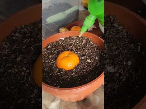 Видео: N⁰-166. МАНДАРИННИ ЯНГИЧА ЭКИБ УСТИРИШ УСУЛИ... ЭКСПЕРИМЕНТ.