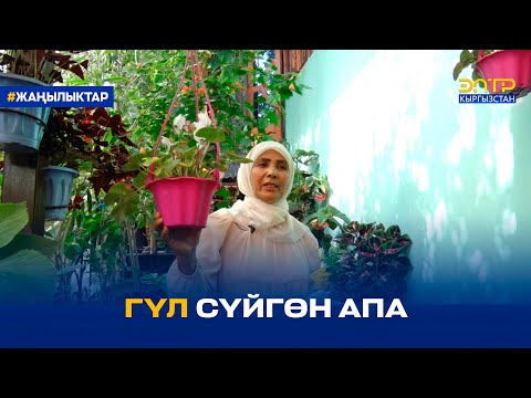 Видео: ГҮЛ СҮЙГӨН АПА