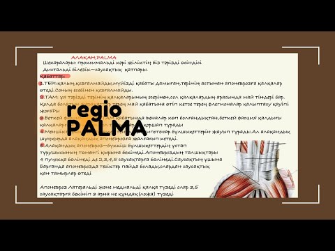 Видео: Қолдың топографиясы// Қол ұшы аймағы //Алақан.