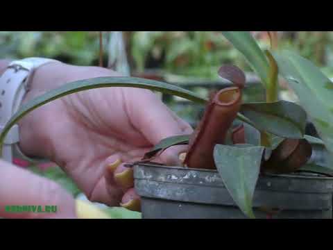 Видео: Непентес (Nepenthes) — род хищных растений.