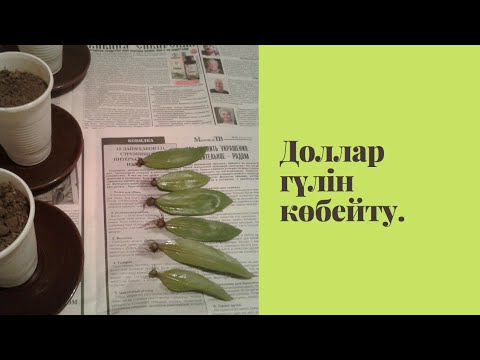 Видео: Замиокулькасты көбейту. Доллар гүлін көбейту. Замиокулькас өсіру.