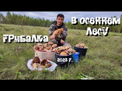 Видео: Тихая охота 2023. ГРИБАЛКА В ОМСКОЙ ОБЛАСТИ.