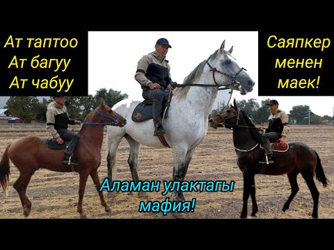 Видео: Атты балаңдай бак, душманыңдай чап!