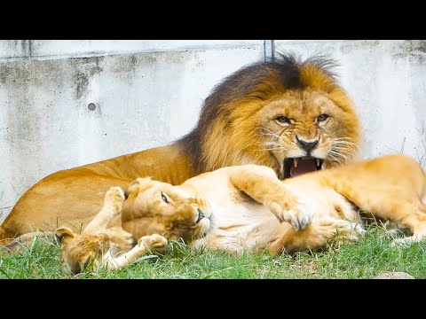 Видео: Трогательный момент семьи львов💖Мама присоединилась к львятам🐾